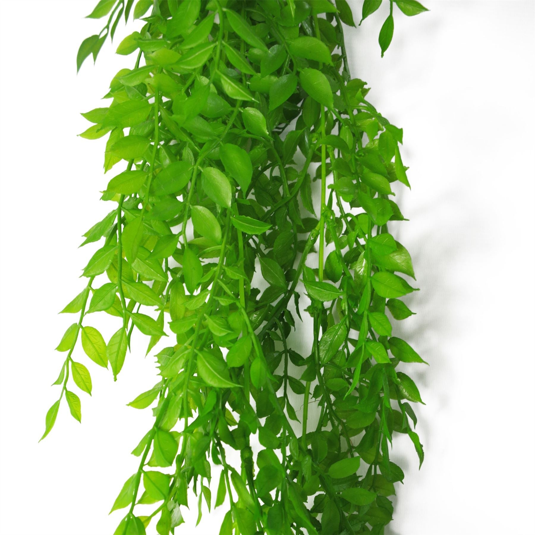 6 - Pack 100cm Light Green Hanging String of Pearls Fern – Elegant Decor - plants - express.com