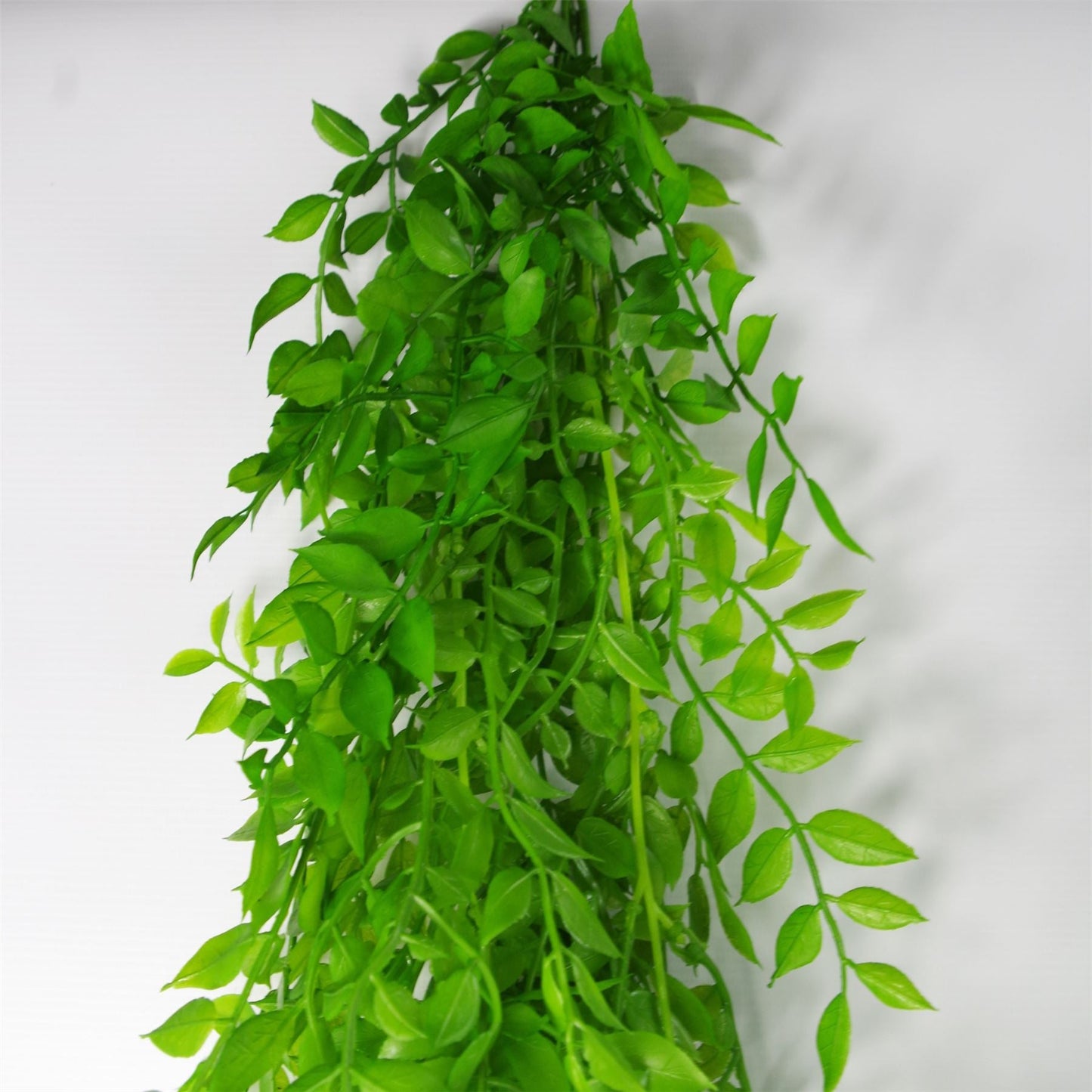 6 - Pack 100cm Light Green Hanging String of Pearls Fern – Elegant Decor - plants - express.com