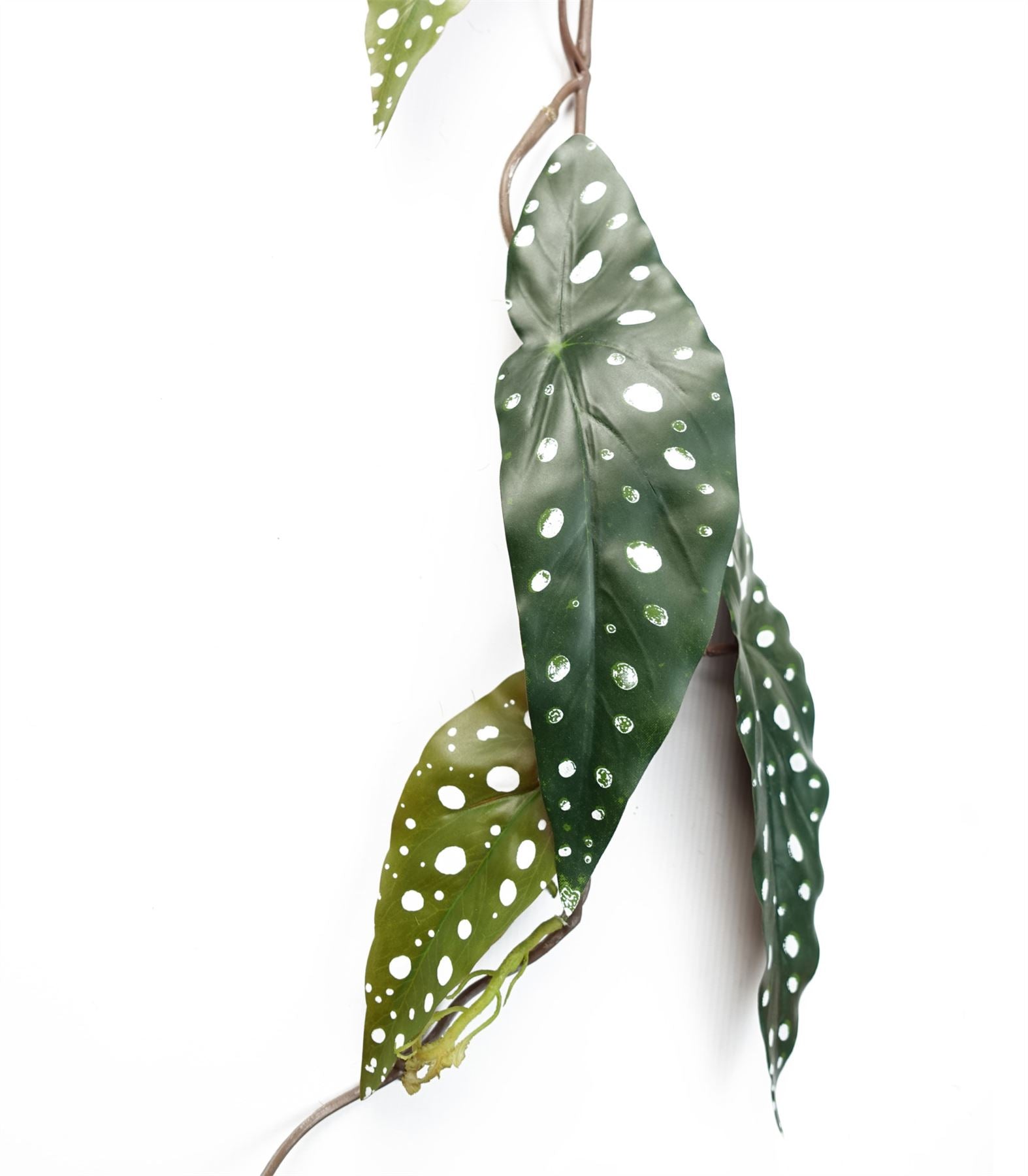 6 - Pack 110cm Realistic Trailing Begonia Maculata - Lush Spotted Foliage! - plants - express.com