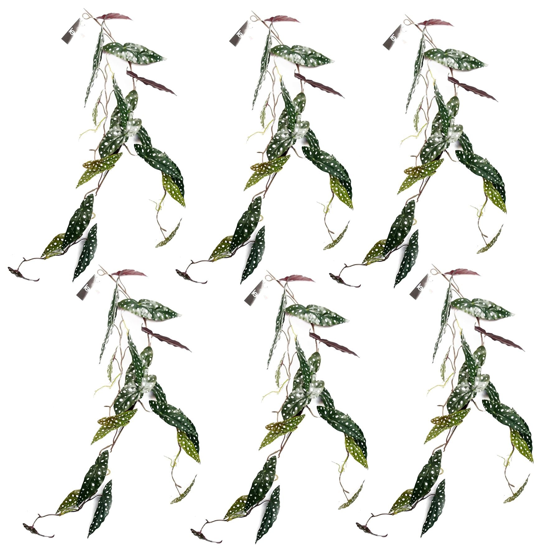 6 - Pack 110cm Realistic Trailing Begonia Maculata - Lush Spotted Foliage! - plants - express.com