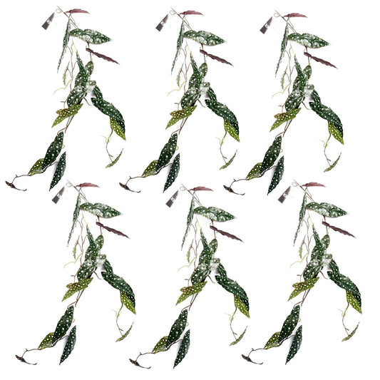 6 - Pack 110cm Realistic Trailing Begonia Maculata - Lush Spotted Foliage! - plants - express.com
