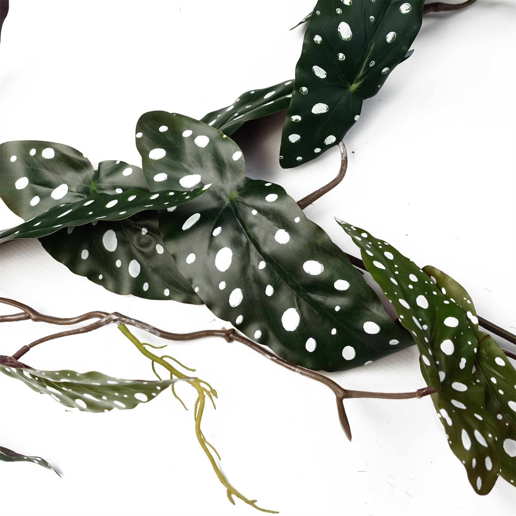6 - Pack 110cm Realistic Trailing Begonia Maculata - Lush Spotted Foliage! - plants - express.com