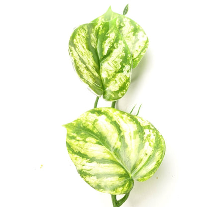 6 - Pack 180cm Lifelike Devil's Ivy Hanging Plants for Stunning Decor - plants - express.com