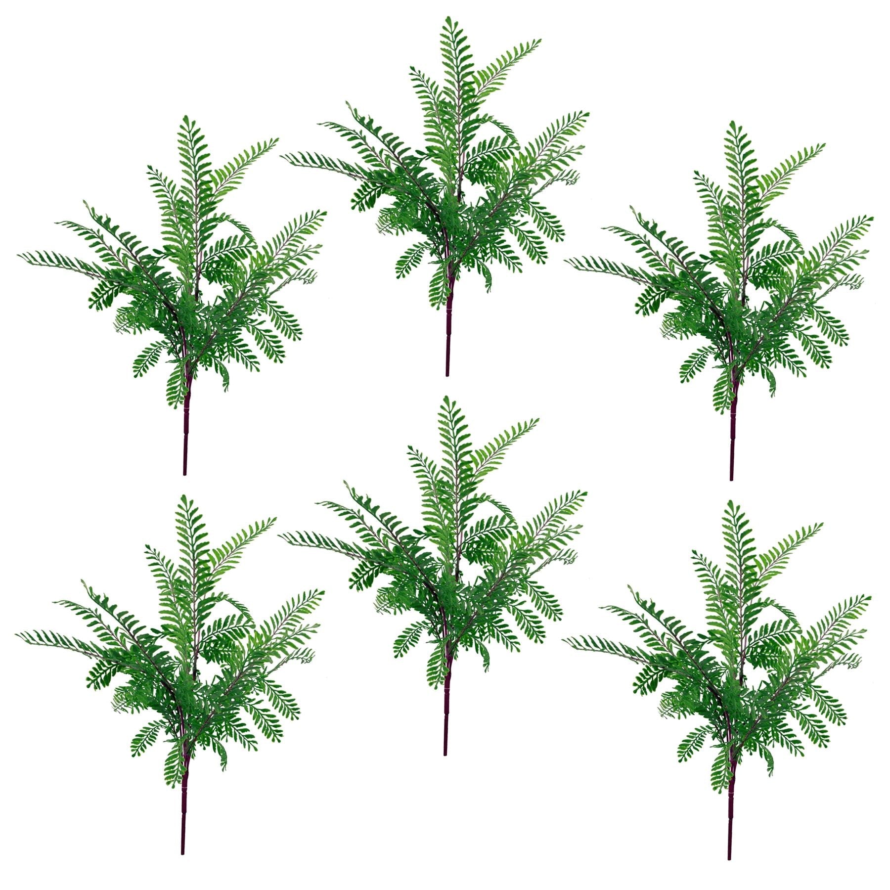 6 - Pack Dark Green Himalayan Maidenhair Fern Bush - No Maintenance, Realistic - plants - express.com