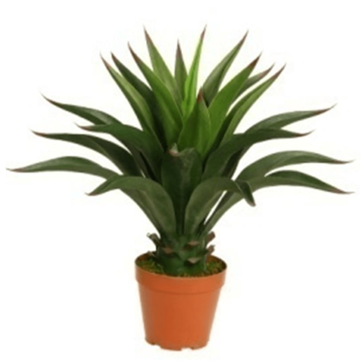 60cm Faux Yucca Plant - Lush Desert Elegance, No Maintenance Required! - plants - express.com
