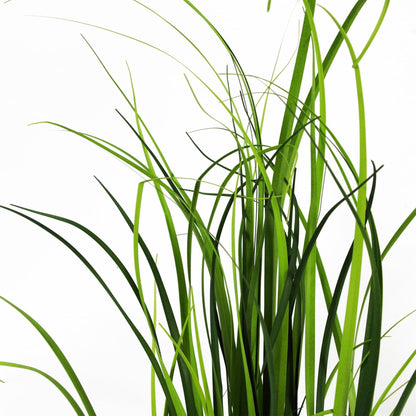 60cm Realistic Artificial Lemongrass Plant – Perfect for Any Indoor Space! - plants - express.com
