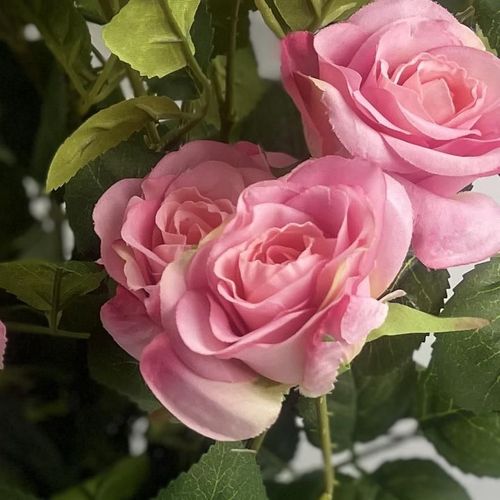 60cm Realistic Pink Silk Rose Bush - Effortless Elegance for Your Home - plants - express.com