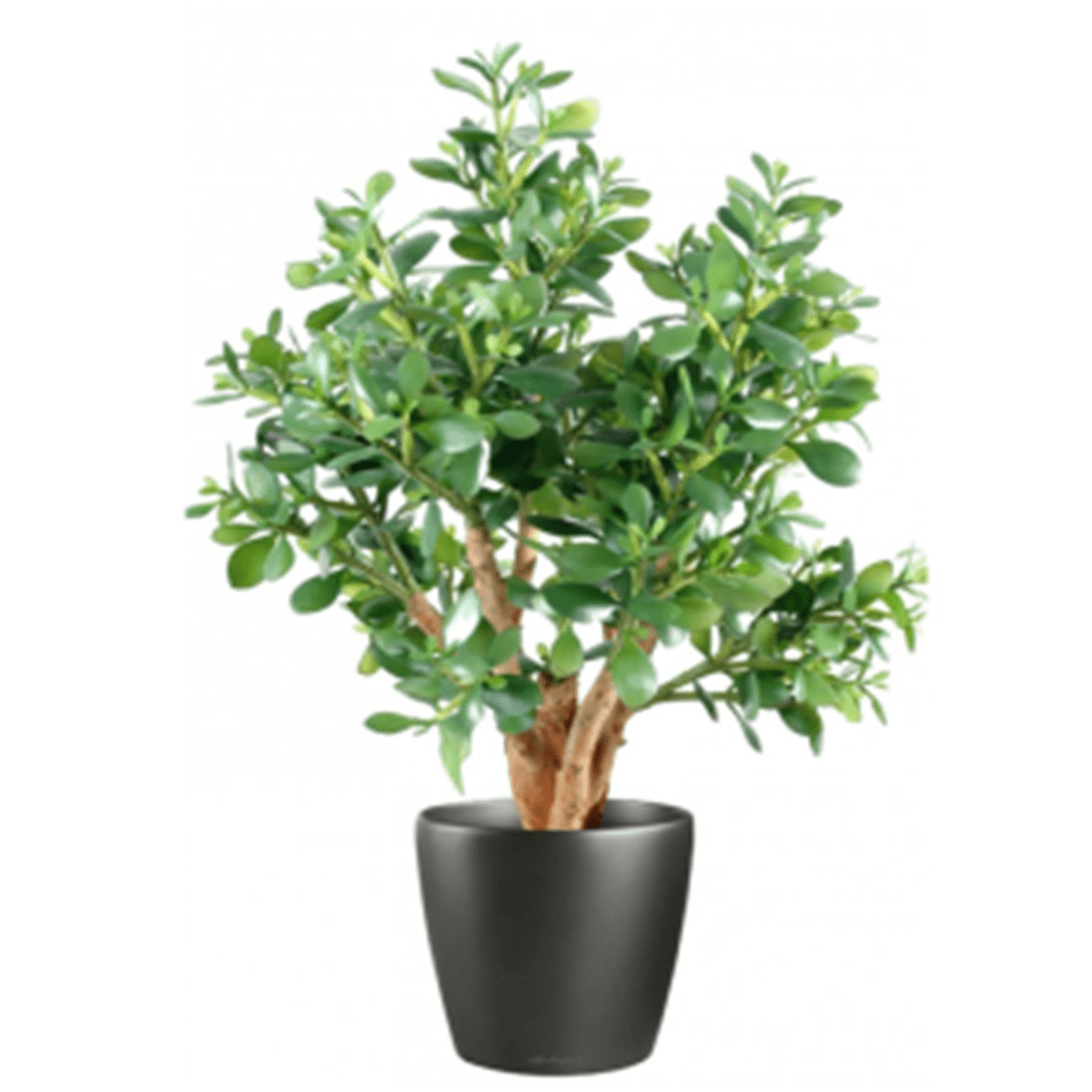 70cm Luxe Artificial Jade Plant - Elegance Without the Care! - plants - express.com