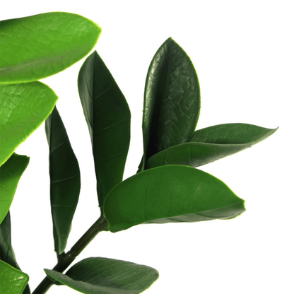 75cm Artificial Zanzibar Green Gem Zamioculcas Succulent Indoor Plant - plants - express.com