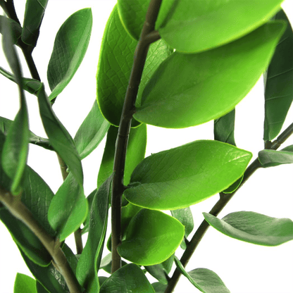 75cm Artificial Zanzibar Green Gem Zamioculcas Succulent Indoor Plant - plants - express.com