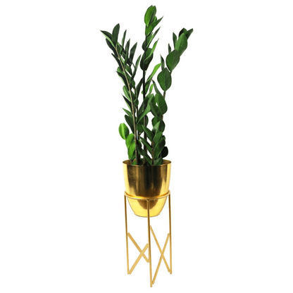 75cm Artificial Zanzibar Green Gem Zamioculcas Succulent Indoor Plant - plants - express.com