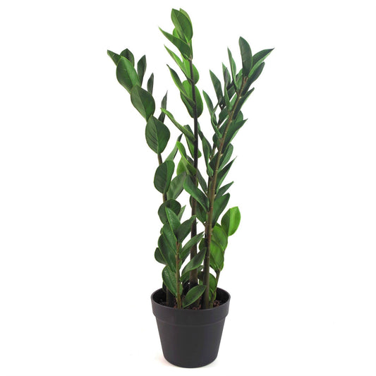 75cm Artificial Zanzibar Green Gem Zamioculcas Succulent Indoor Plant - plants - express.com