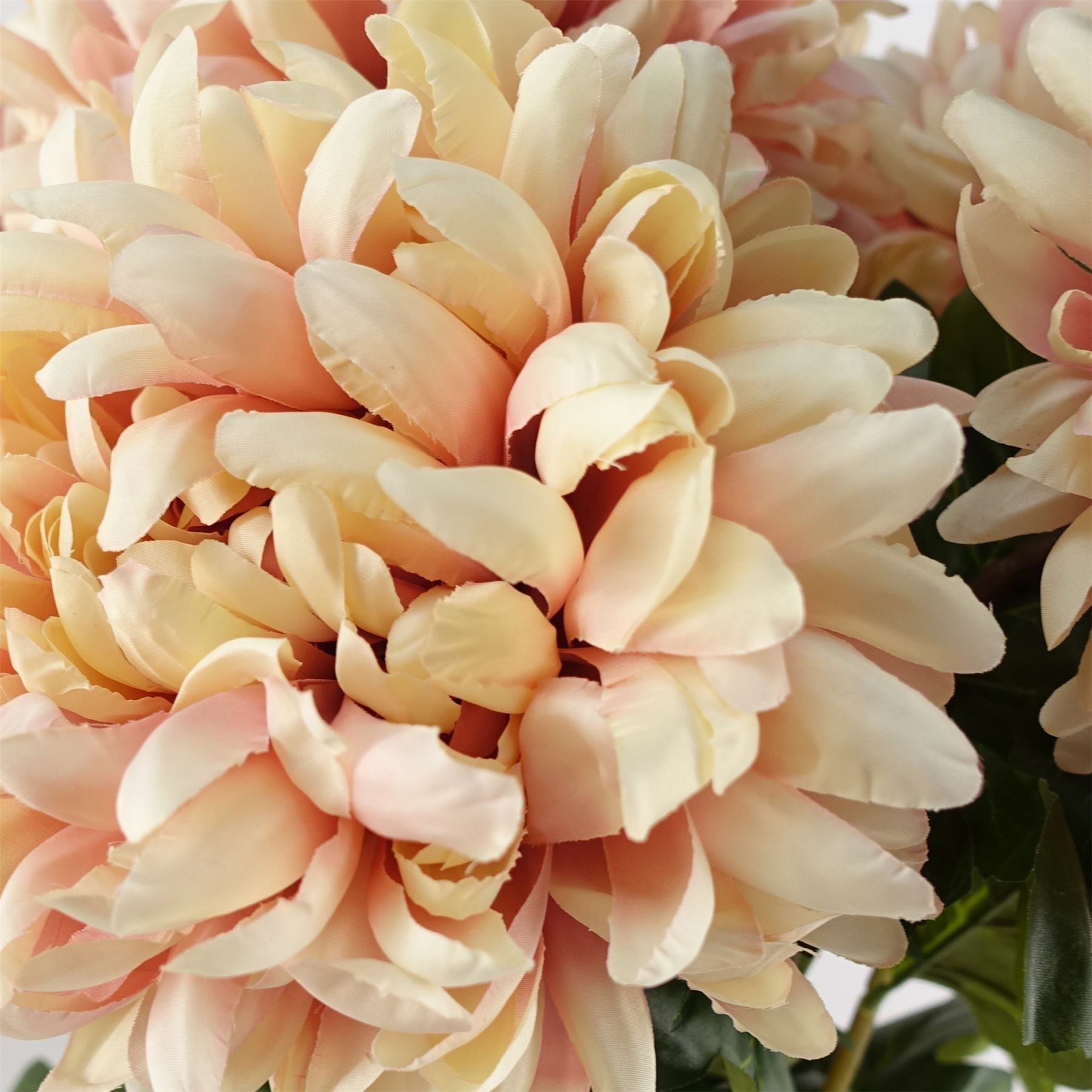 75cm Extra Large Reflex Chrysanthemum - Pink - plants - express.com