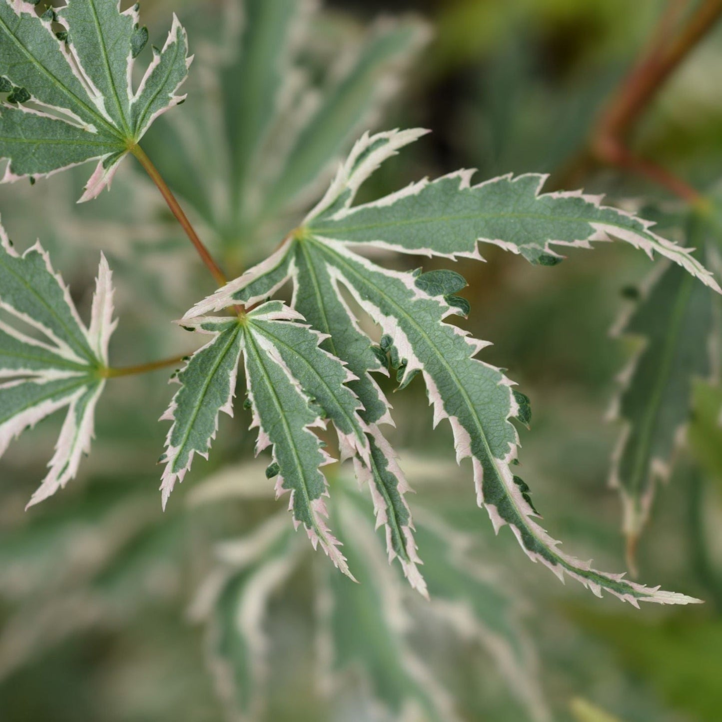Acer palmatum 'Butterfly' - Creamy Margins, Pink Autumn Color - plants - express.com