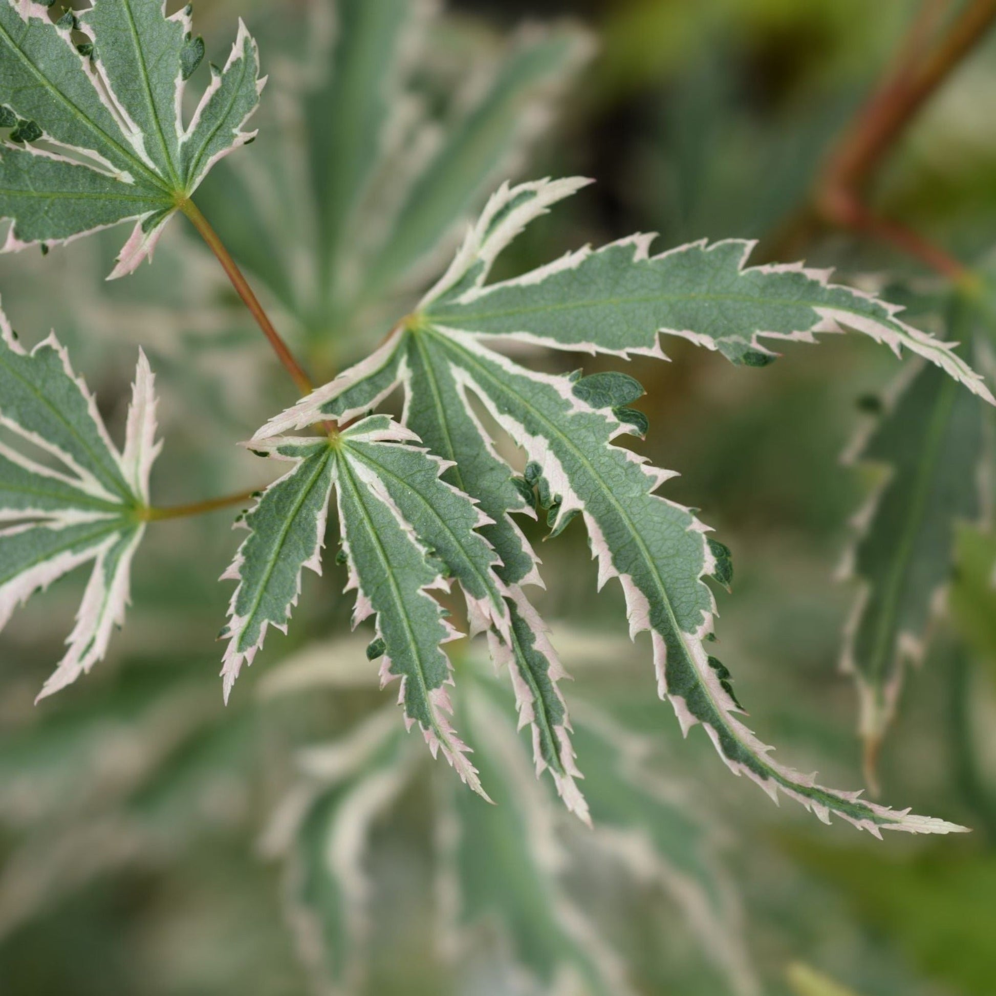 Acer palmatum 'Butterfly' - Creamy Margins, Pink Autumn Color - plants - express.com