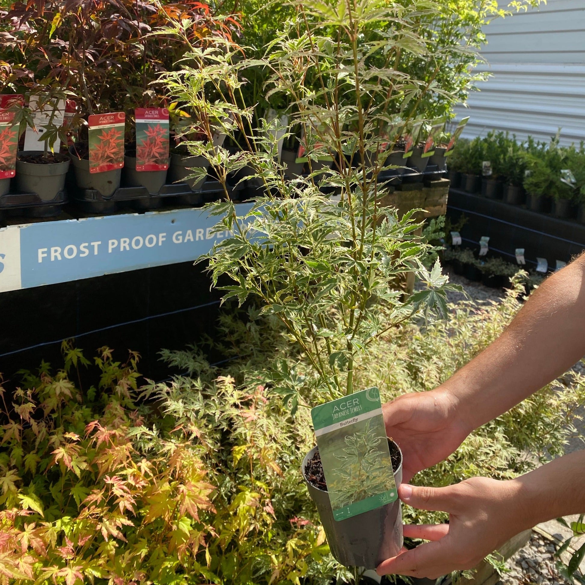 Acer palmatum 'Butterfly' - Creamy Margins, Pink Autumn Color - plants - express.com