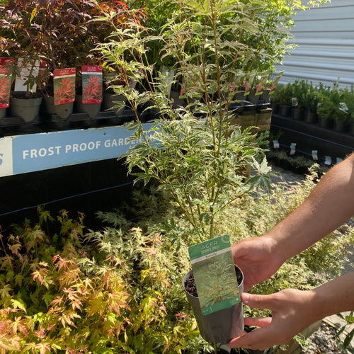 Acer palmatum 'Butterfly' - Creamy Margins, Pink Autumn Color - plants - express.com