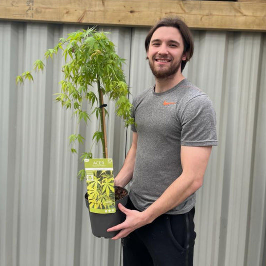 Acer palmatum 'Cascade Emerald' Standard (100cm) - plants - express.com