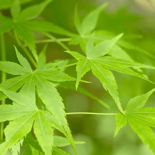Acer palmatum Going Green Japanese Maple - Seasonal Color, 2L/3L Pot - plants - express.com