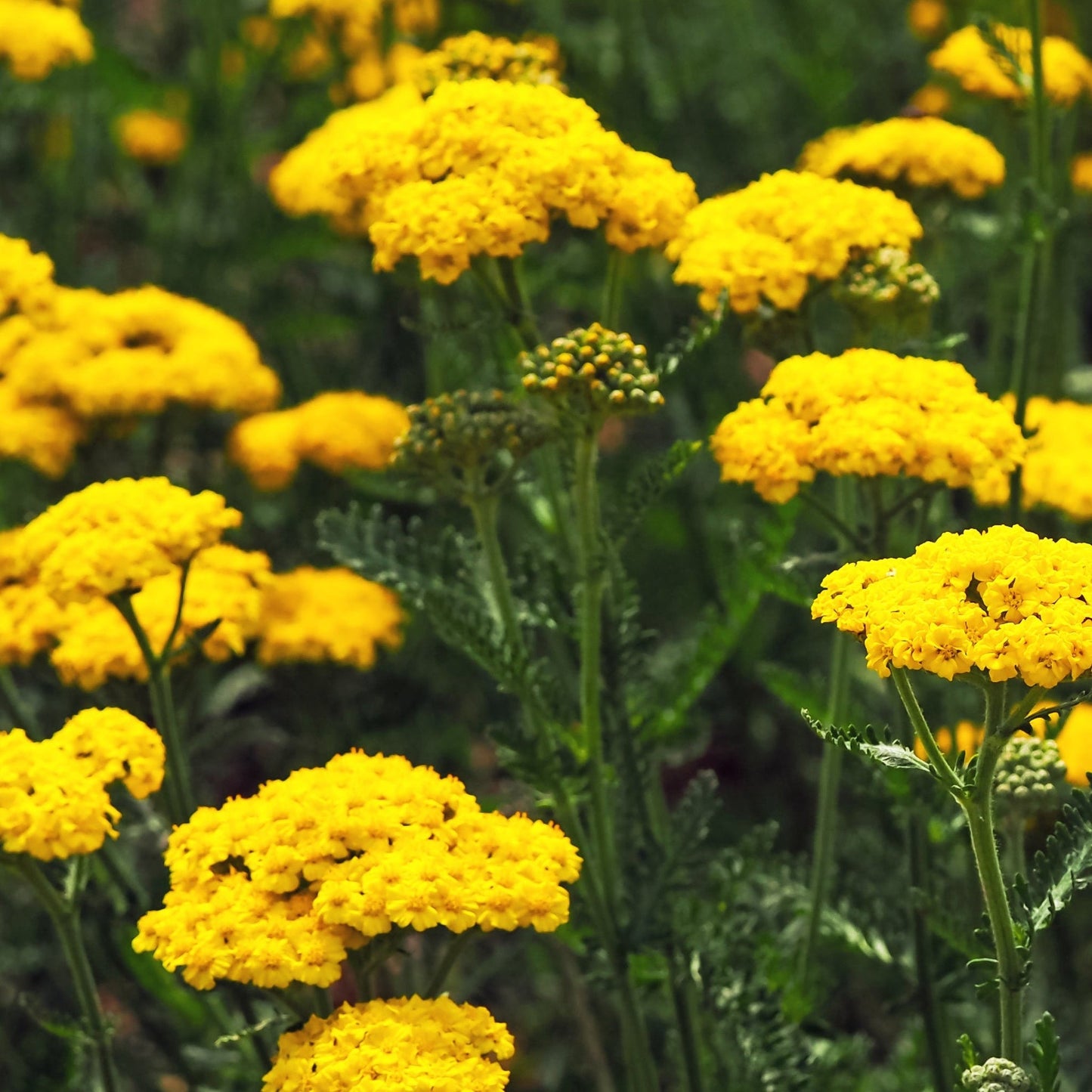 Achillea Cloth of Gold - Drought - Tolerant Golden Yarrow, 9cm/1.5L - plants - express.com