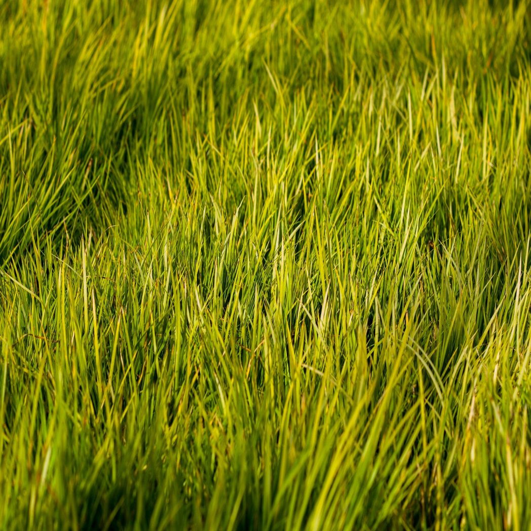 Acorus gramineus Hakuro Nishiki 9cm - Variegated Japanese Sweet Flag - plants - express.com