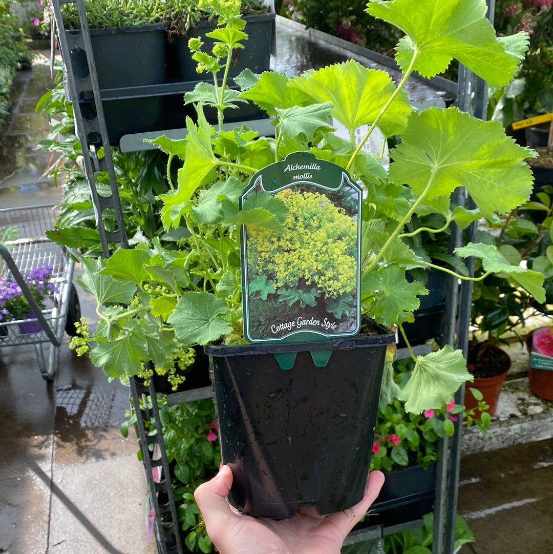 Alchemilla mollis 2L - plants - express.com