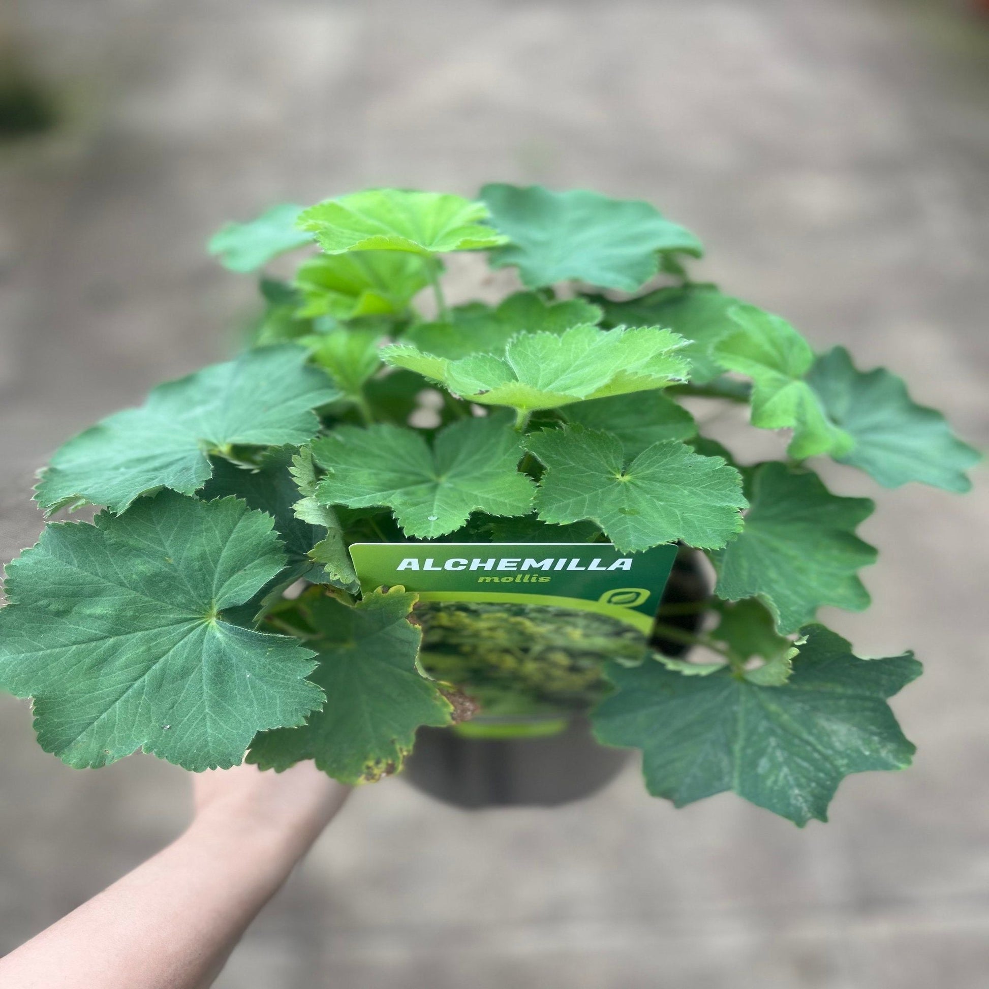 Alchemilla mollis 2L - plants - express.com