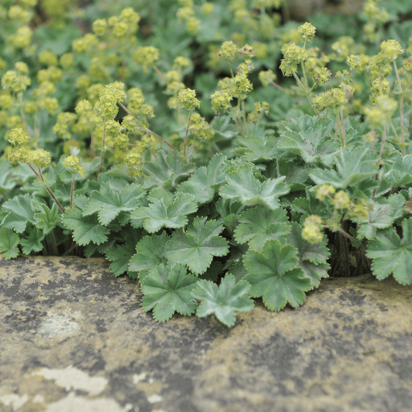 Alchemilla mollis 9cm - plants - express.com