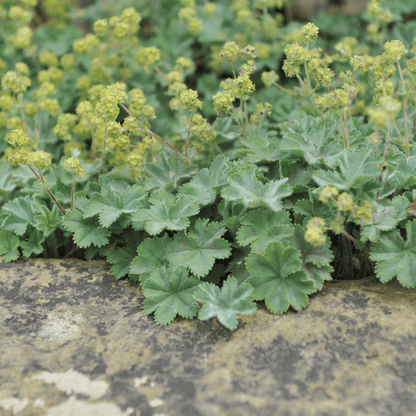 Alchemilla mollis 9cm - plants - express.com