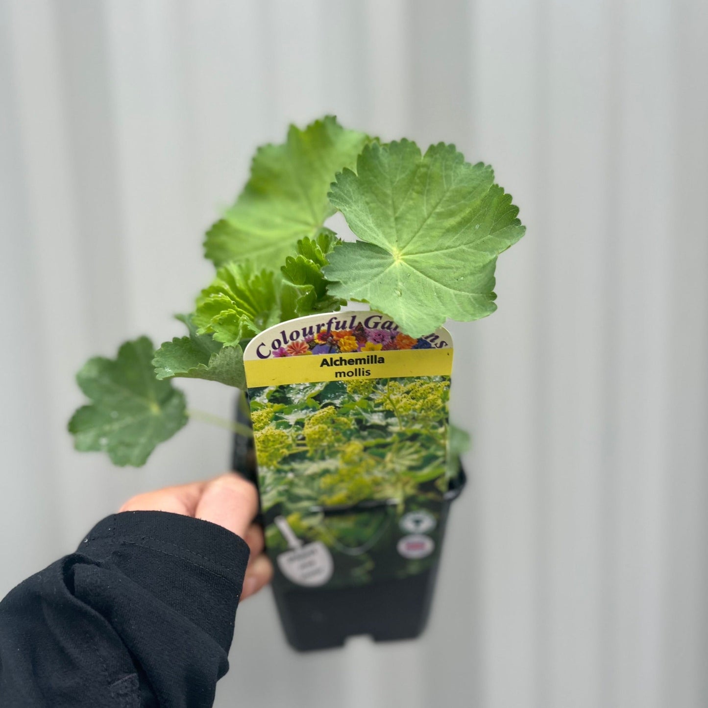 Alchemilla mollis 9cm - plants - express.com