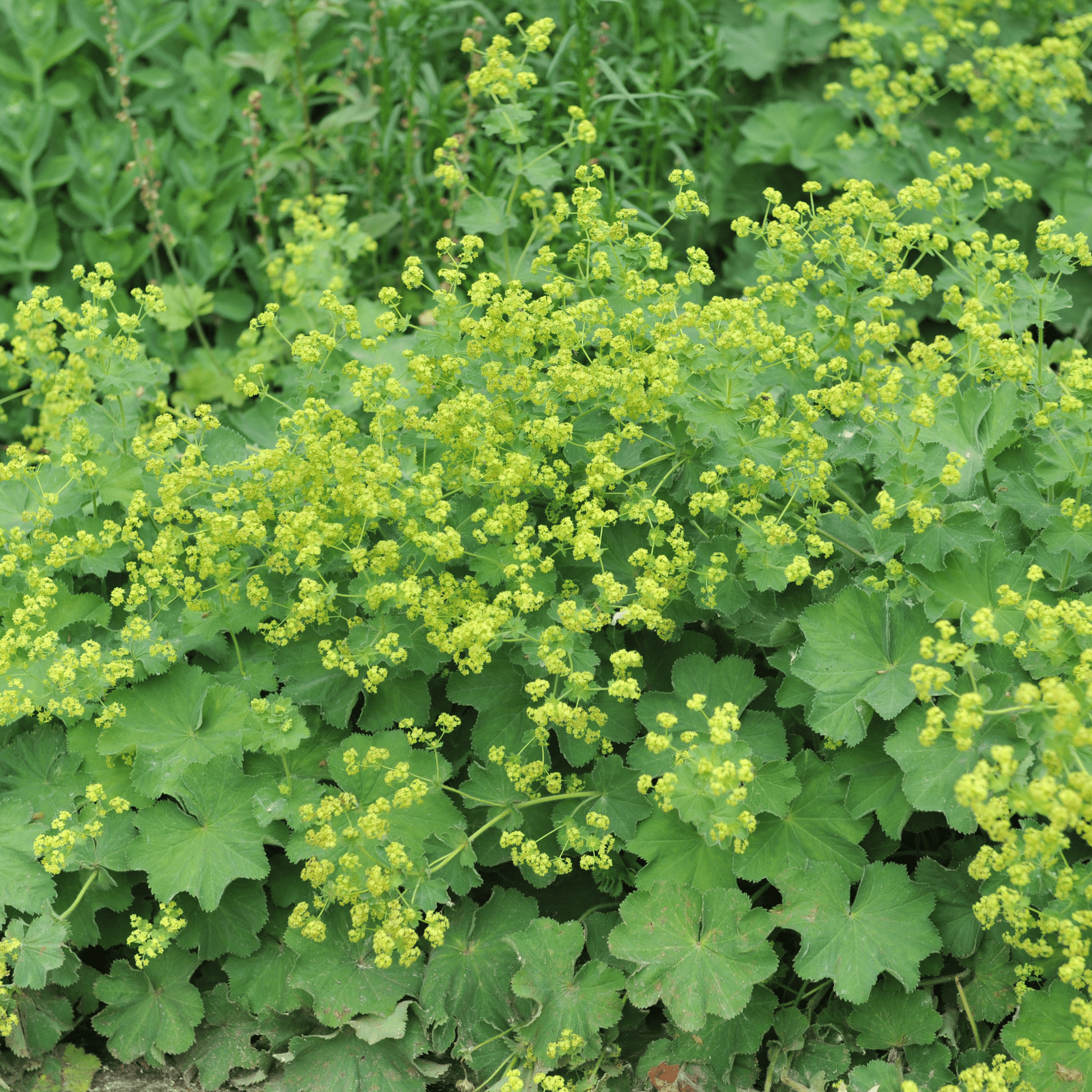 Alchemilla mollis 9cm - plants - express.com