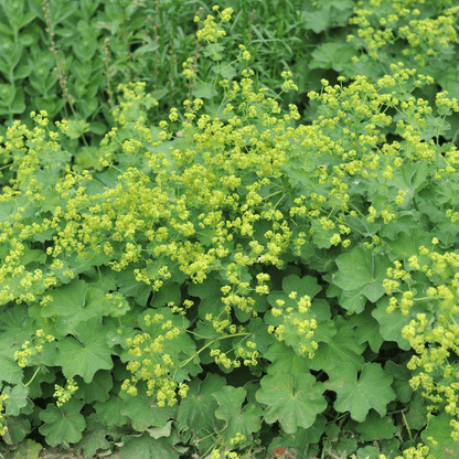 Alchemilla mollis 9cm - plants - express.com