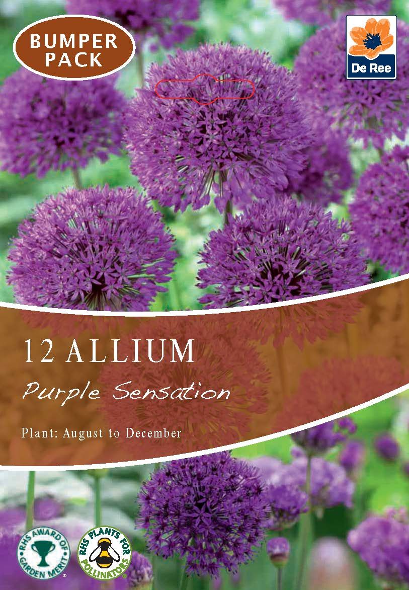 Allium Purple Sensation - 10 Bulbs for Dramatic, Award - Winning Garden Display - plants - express.com