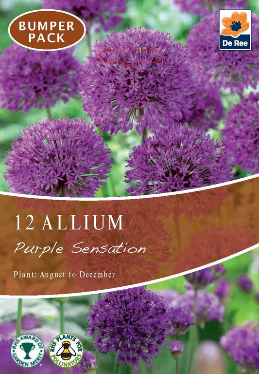 Allium Purple Sensation - 10 Bulbs for Dramatic, Award - Winning Garden Display - plants - express.com