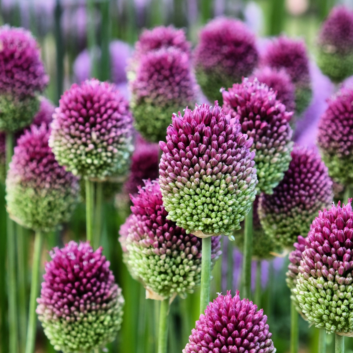 Allium sphaerocephalon 9cm Pot - plants - express.com
