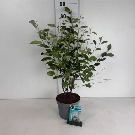 Amelanchier lamarckii 3.5L / 7.5L - plants - express.com
