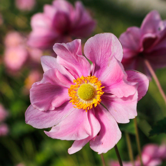 Anemone hupehensis 'Serenade' 3L - plants - express.com
