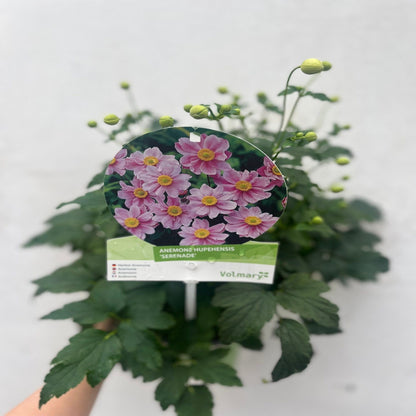 Anemone hupehensis 'Serenade' 3L - plants - express.com
