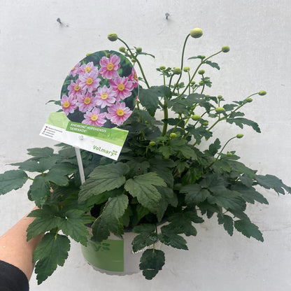 Anemone hupehensis 'Serenade' 3L - plants - express.com