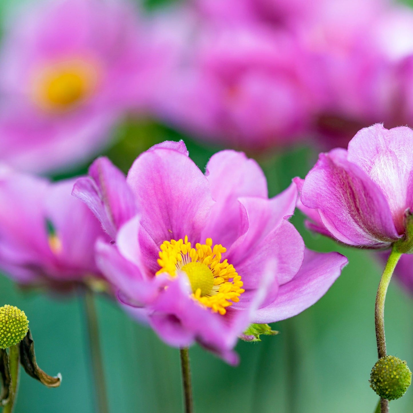 Anemone hupehensis 'Serenade' 3L - plants - express.com
