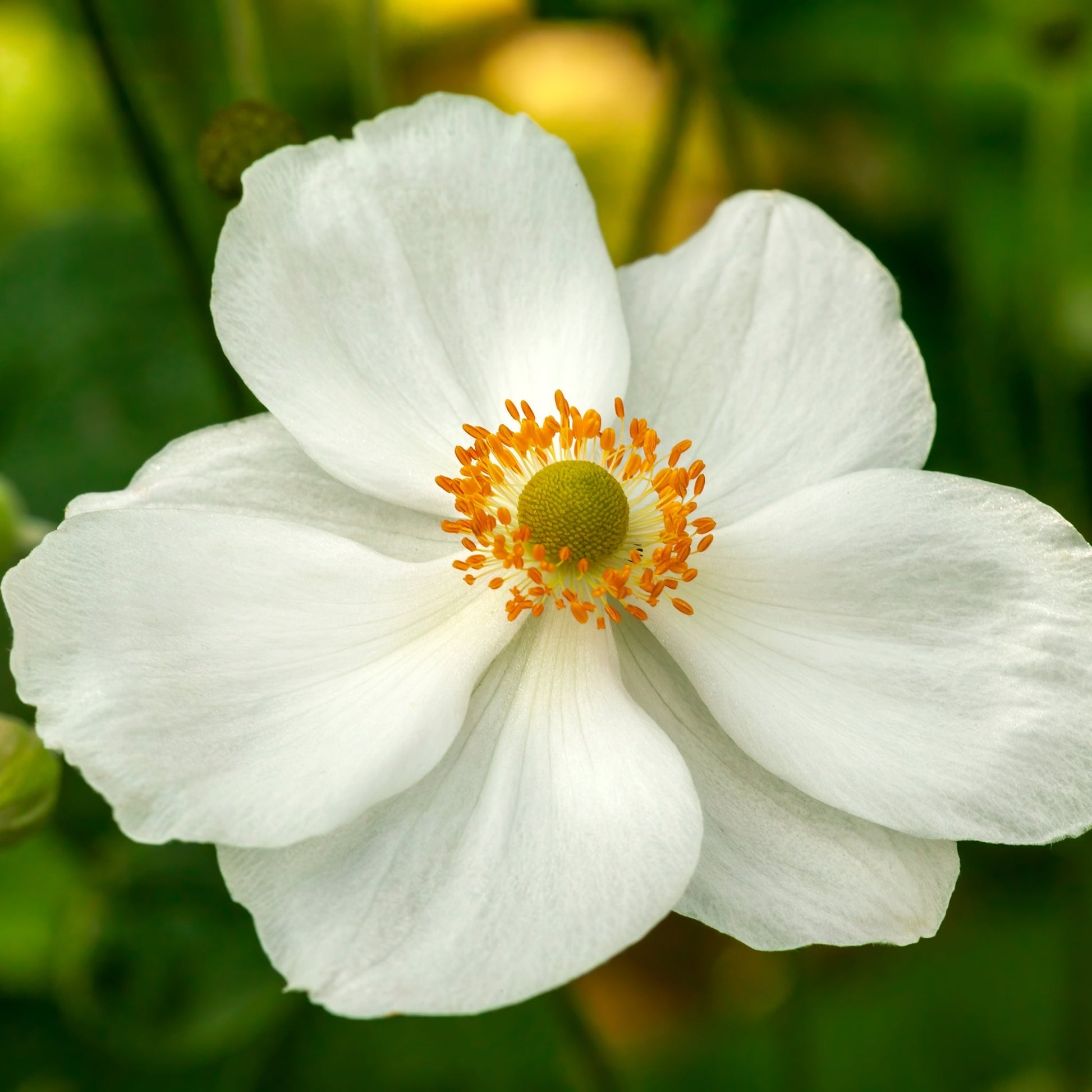 Anemone hybrida Honorine Jobert 9cm - 2L - plants - express.com