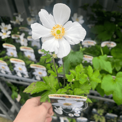 Anemone hybrida Honorine Jobert 9cm - 2L - plants - express.com