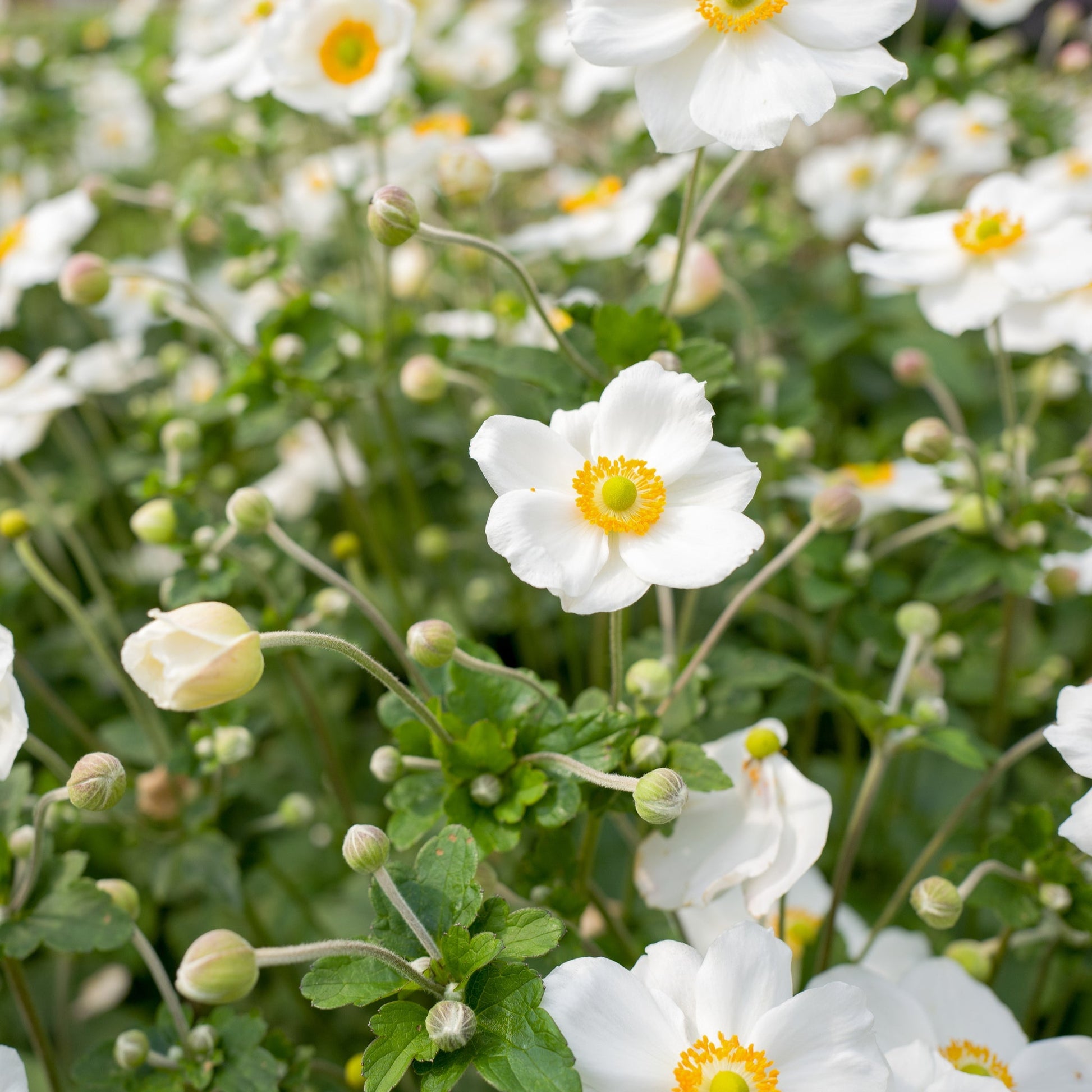 Anemone hybrida Honorine Jobert 9cm - 2L - plants - express.com