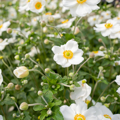 Anemone hybrida Honorine Jobert 9cm - 2L - plants - express.com