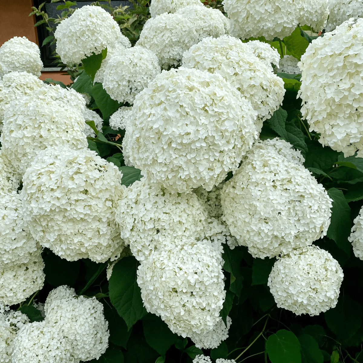 Annabelle Hydrangea Arborescens – Giant Snowball Blooms, 9cm/2L - plants - express.com