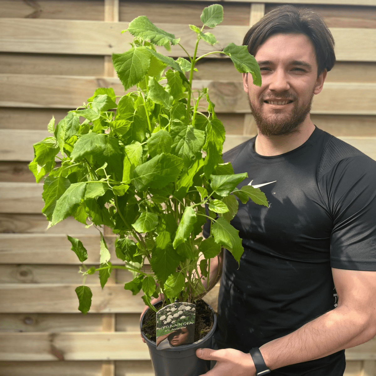 Annabelle Hydrangea Arborescens – Giant Snowball Blooms, 9cm/2L - plants - express.com