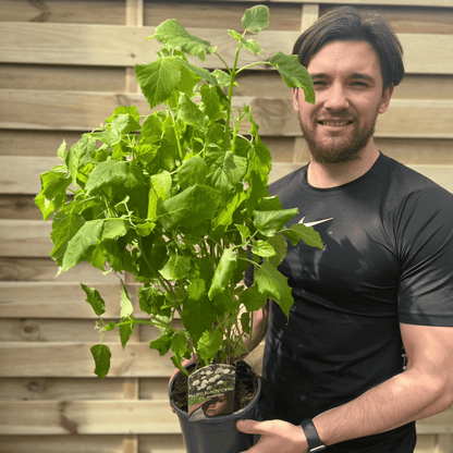 Annabelle Hydrangea Arborescens – Giant Snowball Blooms, 9cm/2L - plants - express.com