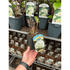 9cm (10-20cm including growers pot) PRE ORDER W/C 5th MAY 2025