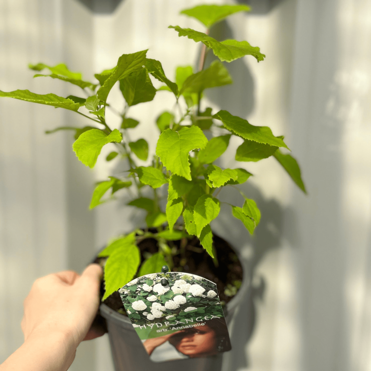Annabelle Hydrangea Arborescens – Giant Snowball Blooms, 9cm/2L - plants - express.com