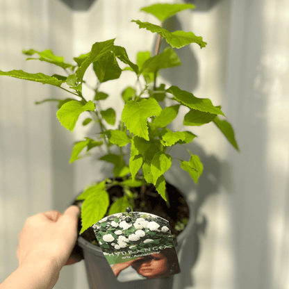 Annabelle Hydrangea Arborescens – Giant Snowball Blooms, 9cm/2L - plants - express.com